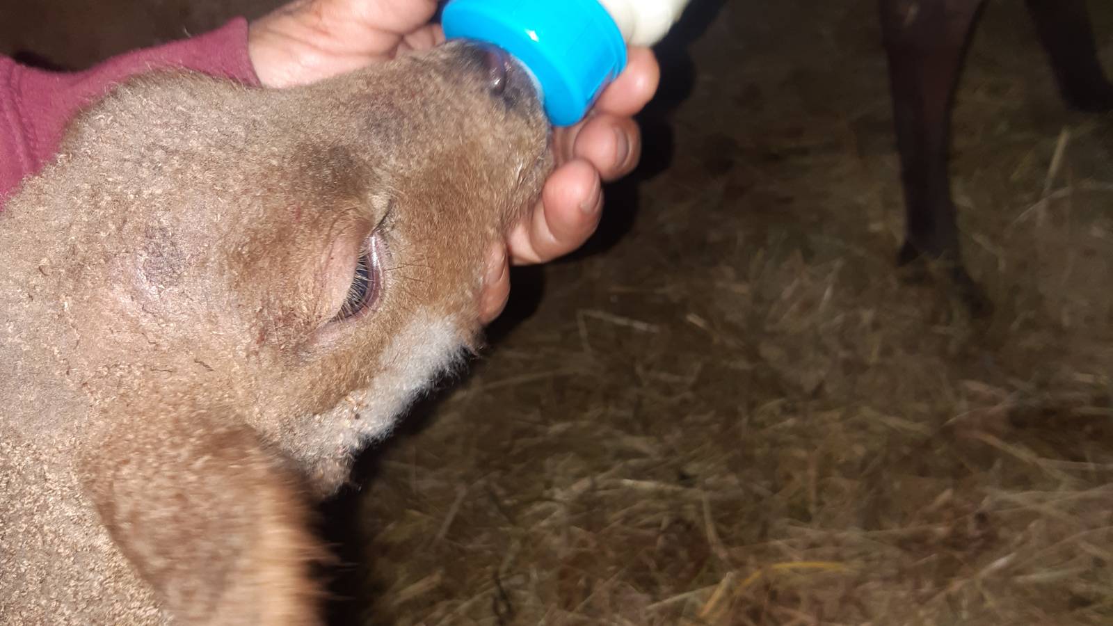  Activité Pays de la Loire Sarthe Visite de la ferme en famille et/ou entre amis
