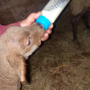 Photo de Visite de la ferme en famille et/ou entre amis