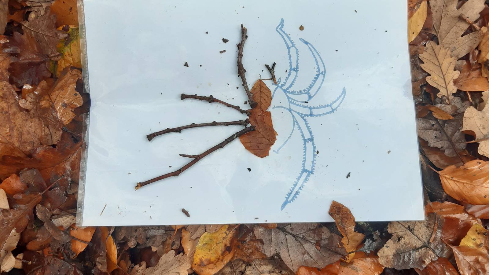 La symétrie - Activité Pays de la Loire Sarthe Ecole du dehors