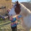  Activité éducative Cours d'anglais en immersion à la ferme (Occitanie, Ariège)