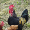  Educational activity Group Visits (Auvergne-Rhône-Alpes, Loire)