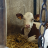  Educational activity Group Visits (Auvergne-Rhône-Alpes, Loire)