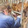  Activité éducative Ferme caprine pour tous  ( pédagogique et sociale) (Occitanie, Aude)