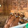  Activité éducative Ferme caprine pour tous  ( pédagogique et sociale) (Occitanie, Aude)
