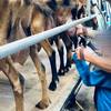  Activité éducative Ferme caprine pour tous  ( pédagogique et sociale) (Occitanie, Aude)