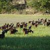 Nos chèvres du Rove -  Événement - Découverte du territoire RANDONNÉES PAYSANNES EN LUBERON (Provence-Alpes-Côte d’Azur, Bouches-du-Rhône)