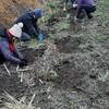 Événement - Chantiers participatifs Reboisement (Hauts-de-France, Nord)