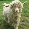 Bouc angora -  Produit Paysan Nat'Mohair (Hauts-de-France, Nord)