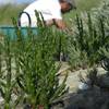 cueillette salicorne -  Produit Paysan Gaec la salorge de la Vertonne (Pays de la Loire, Vendée)