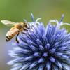 Abeille sur chardon bleu -  Produit Paysan Les Ruchers des Mességuières (Provence-Alpes-Côte d’Azur, Vaucluse)
