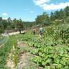 Les jardins. -  Produit Paysan La boutique (Occitanie, Gard)