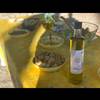  Farm product Organic olive oil - sale (Provence-Alpes-Côte d’Azur, Bouches-du-Rhône)