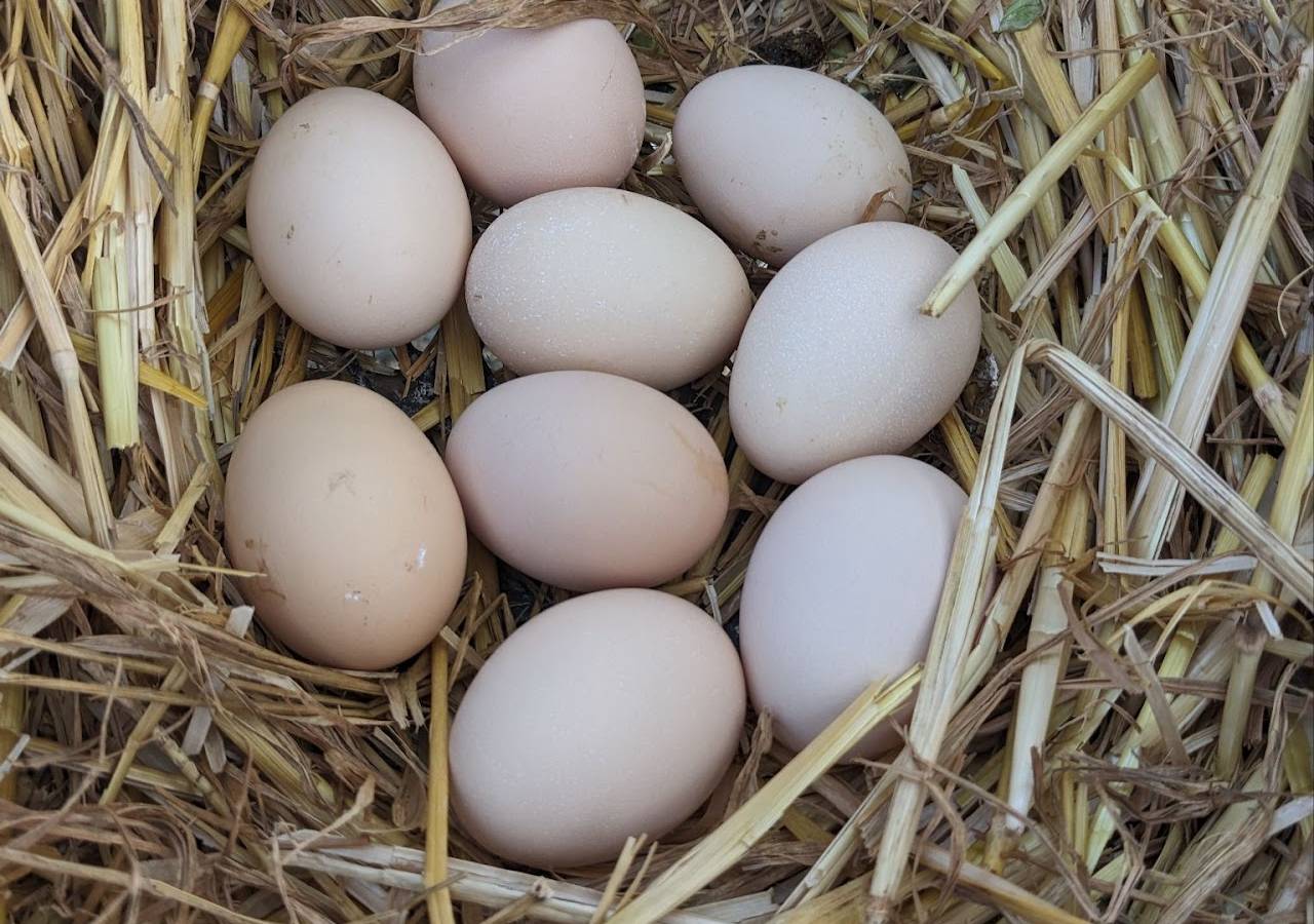 Activity Île-de-France Seine-et-Marne Egg sales