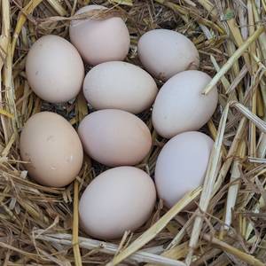 Photo of Egg sales
