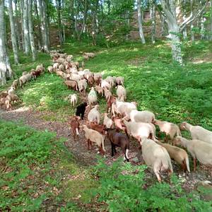 Photo de De la viande bio et locale !