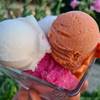 Saveurs glacées: églantier sauvage, menthe, groseille... -  Produit Paysan Le Jardin de Max et Nana, "La biodiversité a du goût" ! (Auvergne-Rhône-Alpes, Savoie)