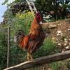 M Coq -  Produit Paysan Le Jardin de Max et Nana, "La biodiversité a du goût" ! (Auvergne-Rhône-Alpes, Savoie)