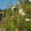 Plantes compagnes -  Produit Paysan Le Jardin de Max et Nana, "La biodiversité a du goût" ! (Auvergne-Rhône-Alpes, Savoie)