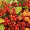 La biodiversité a du gôut -  Produit Paysan Le Jardin de Max et Nana, "La biodiversité a du goût" ! (Auvergne-Rhône-Alpes, Savoie)