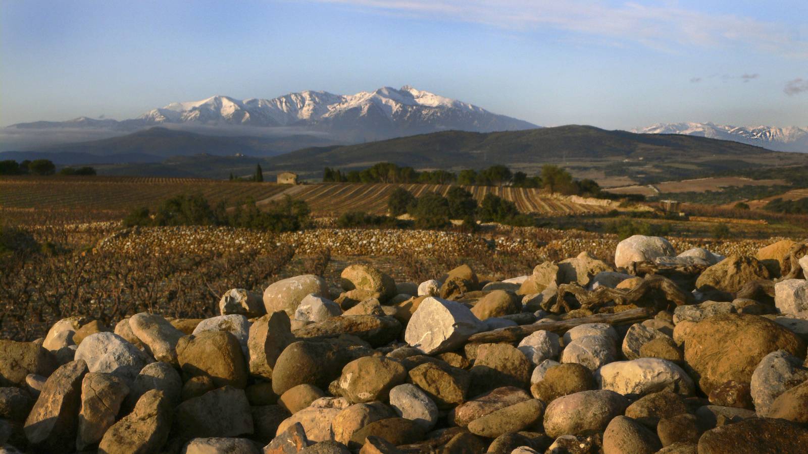  Activité Occitanie Pyrénées-Orientales Dégustation et vente des vins du domaine