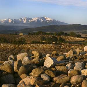 Photo de Dégustation et vente des vins du domaine