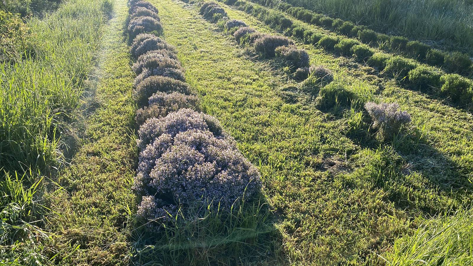  Activity Occitanie Tarn La Colline de Puycheval