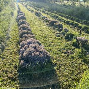 Photo of La Colline de Puycheval