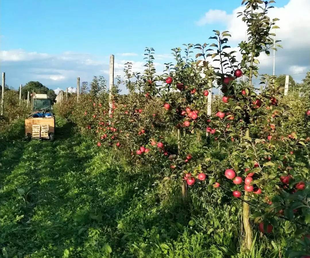  Activité Bretagne Morbihan Petits fruits, pommes et poires