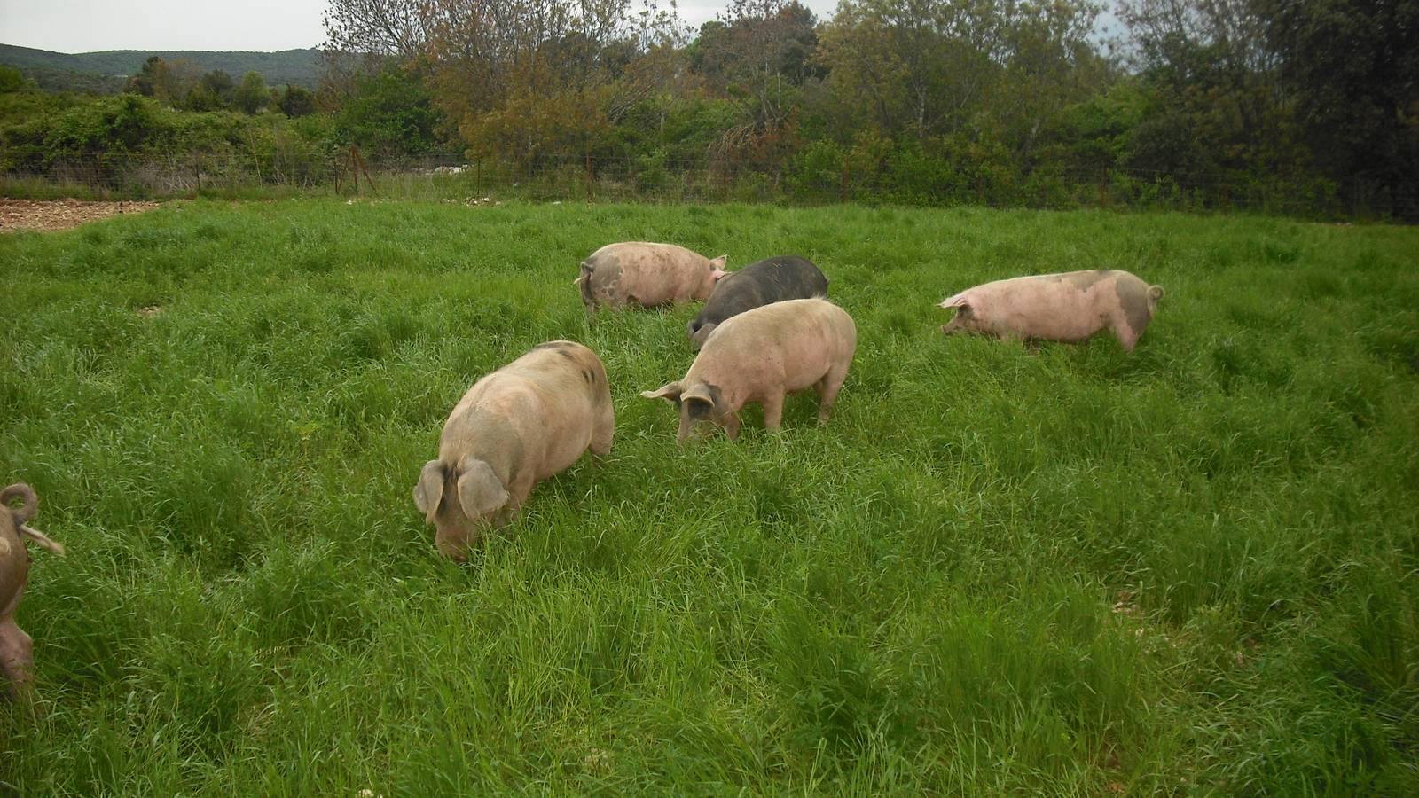  Activité Occitanie Hérault Viande de cochon
