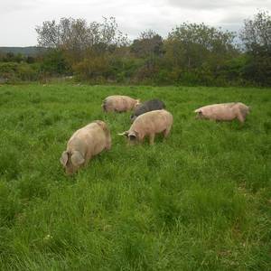 Photo de Viande de cochon