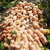  Produit Paysan produits paysans (Nouvelle-Aquitaine, Lot-et-Garonne)