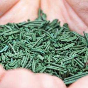 Photo de spiruline