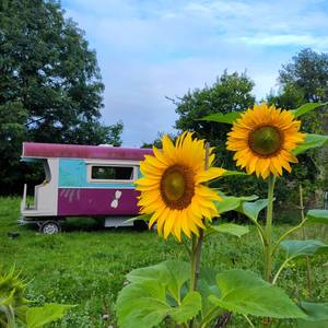 Photo de Roulotte Figue