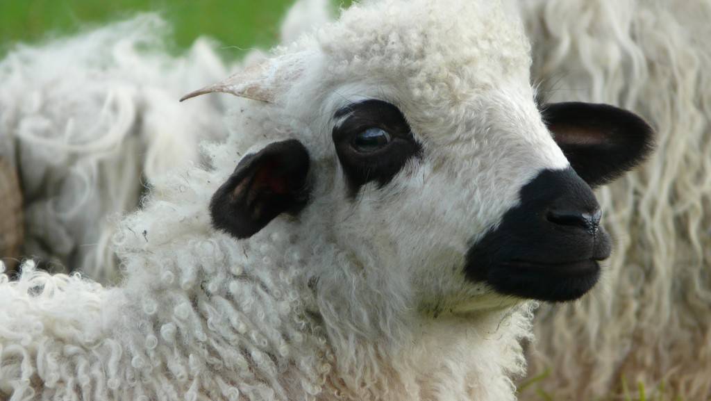  Tourist accommodation Bourgogne-Franche-Comté Jura Mongolian yurt