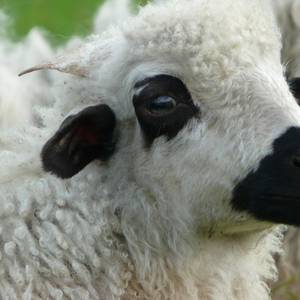 Photo of Mongolian yurt