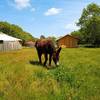  Unusual accommodation Chalet 6 personnes (Occitanie, Haute-Garonne)