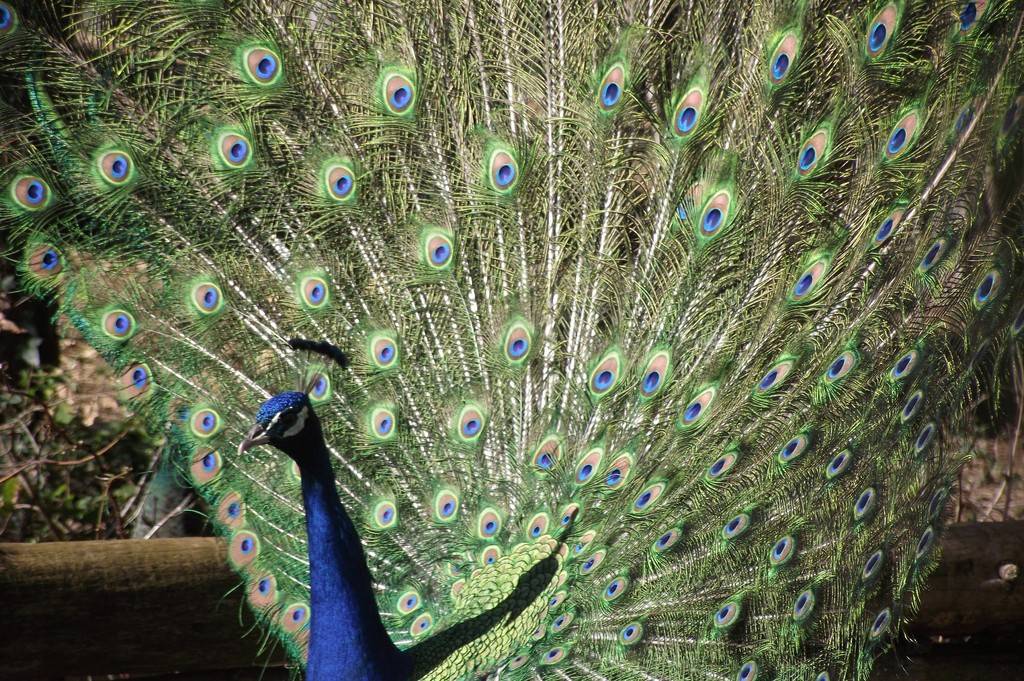 Léon mascotte de la ferme - Hébergement touristique Occitanie Hérault La Roulotte famille