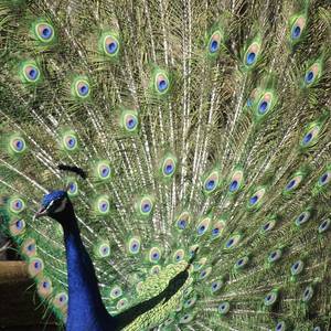 Photo de La Roulotte famille