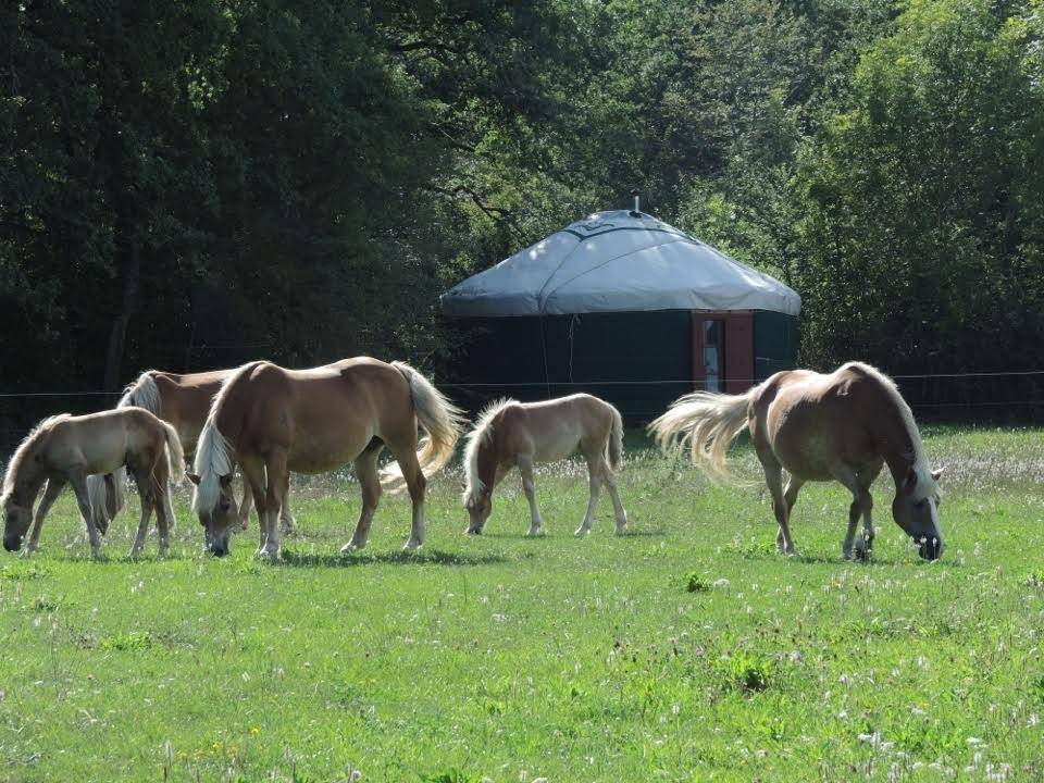 yourte et chevaux - Hébergement touristique Occitanie Lot Jumenterie du Pech Blanc