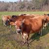 Notre troupeau de vaches -  Hébergement insolite Yourte (Nouvelle-Aquitaine, Gironde)