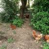 nos poulettes -  Gîte L'Alpage (Provence-Alpes-Côte d’Azur, Hautes-Alpes)