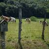 Un environnement préservé de moyenne montagne -  Gîte l'Atelier de l'Arbre-Lune (Bourgogne-Franche-Comté, Jura)