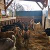 Les cornues sympathiques!! -  Gîte La petit ferme de Laromiguière (Occitanie, Lot)