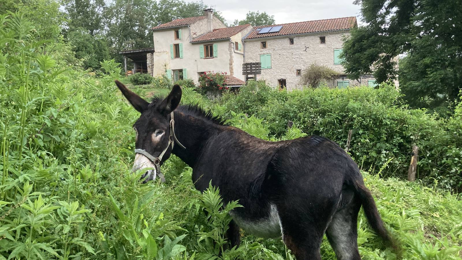 Pervenche vous souhaite la Bienvenue ! - Hébergement touristique Occitanie Ariège Sarda le fort - Gite 1