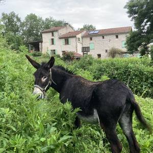 Photo de Sarda le fort - Gite 1