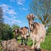 Les chèvres de la ferme -  Gîte (holiday cottage) Les Chênes Verts (Nouvelle-Aquitaine, Dordogne)
