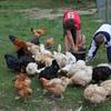 alimentation des volailles avec les enfants -  Gîte (holiday cottage) GITE DU DOMAINE (Pays de la Loire, Mayenne)