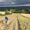 Arrachage de l’ail rose de Lautrec -   Gîte d’Ambrosi (Occitanie, Tarn)