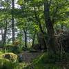 Forêt proche -  Gîte (holiday cottage) Large Chalet (Auvergne-Rhône-Alpes, Allier)