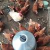 Poules pondeuses -  Gîte L'étable - gîte à la ferme (Hauts-de-France, Pas-de-Calais)